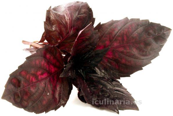 Albahaca morada | Innova Culinaria